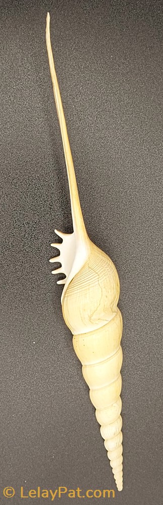 Tibia fusus coquillage fossile gastropodum tibia fusus