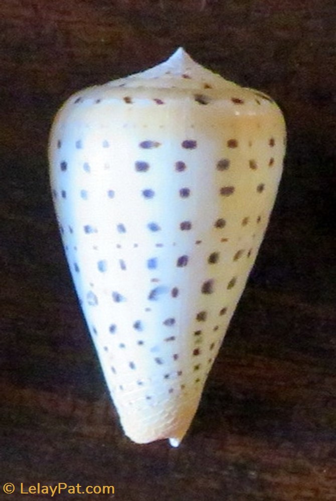 coquillage fossile gastropodum conus betulinus