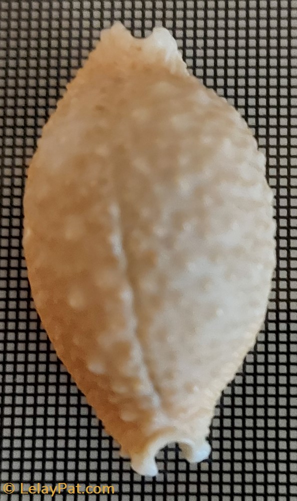 coquillage fossile gastropodum cypraea nucleus