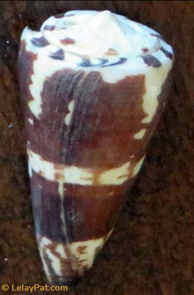 Conus planorbis coquillage fossile gastropodum conus planorbis