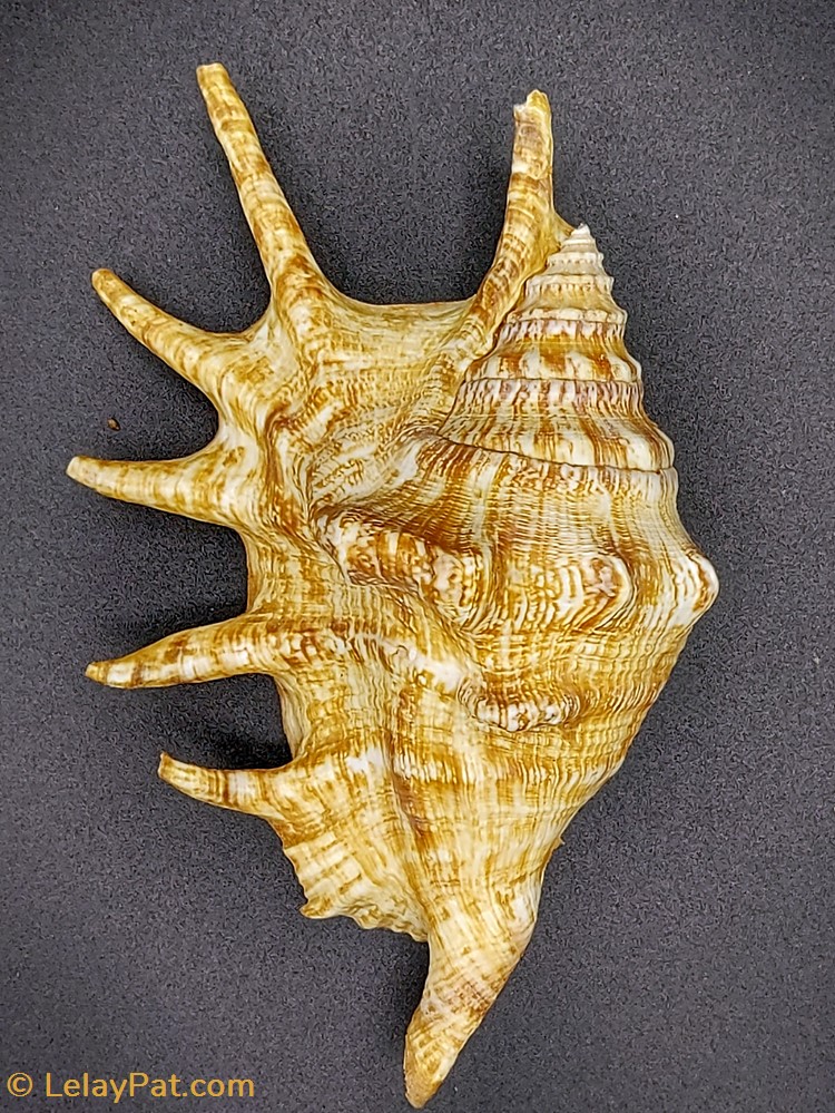 Lambis lambis coquillage fossile gastropodum lambis lambis