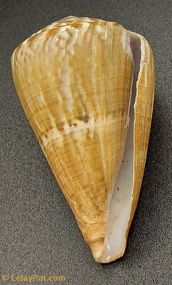 Conus vexillum 2 coquillage fossile gastropodum conus vexillum