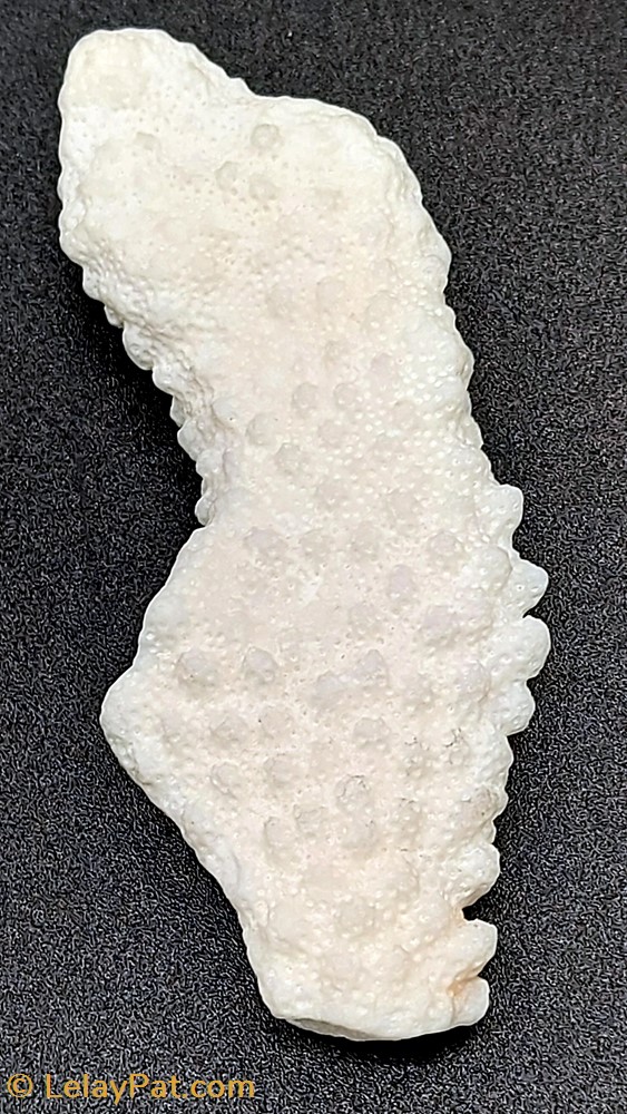 Acropora retusa 3 coquillage fossile cnidaire anthozoa coraux anemone acropora retusa