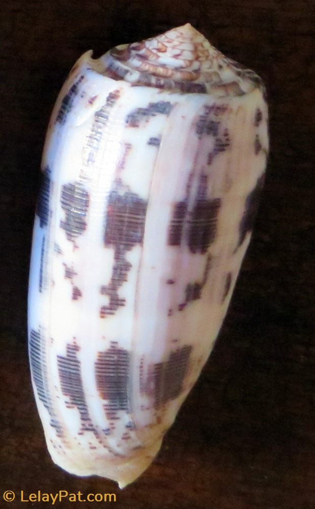 Conus striatus 2 coquillage fossile gastropodum conus striatus