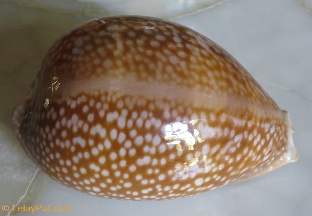 coquillage fossile gastropodum macrocypraea cervus porcelaine cerf