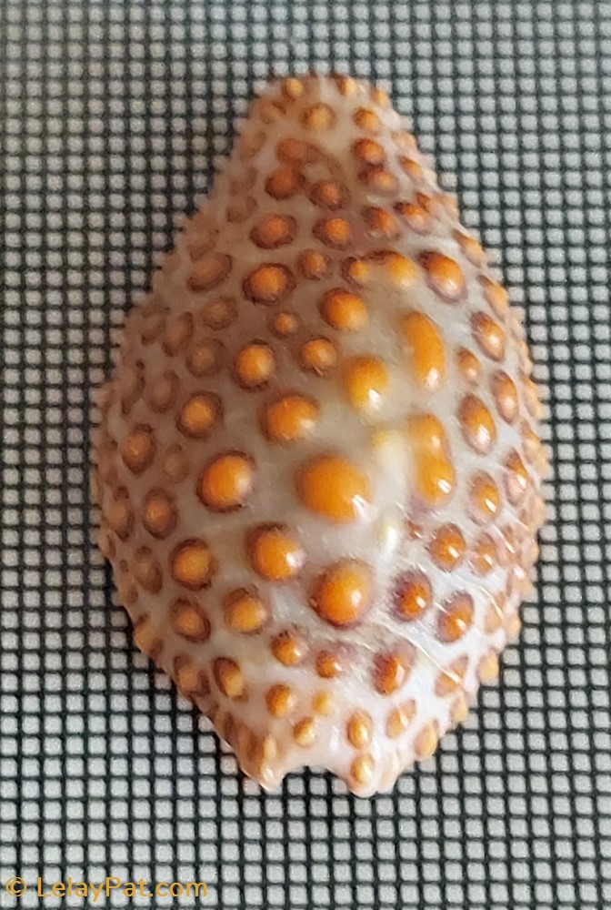 coquillage fossile gastropodum jeneria pustulata