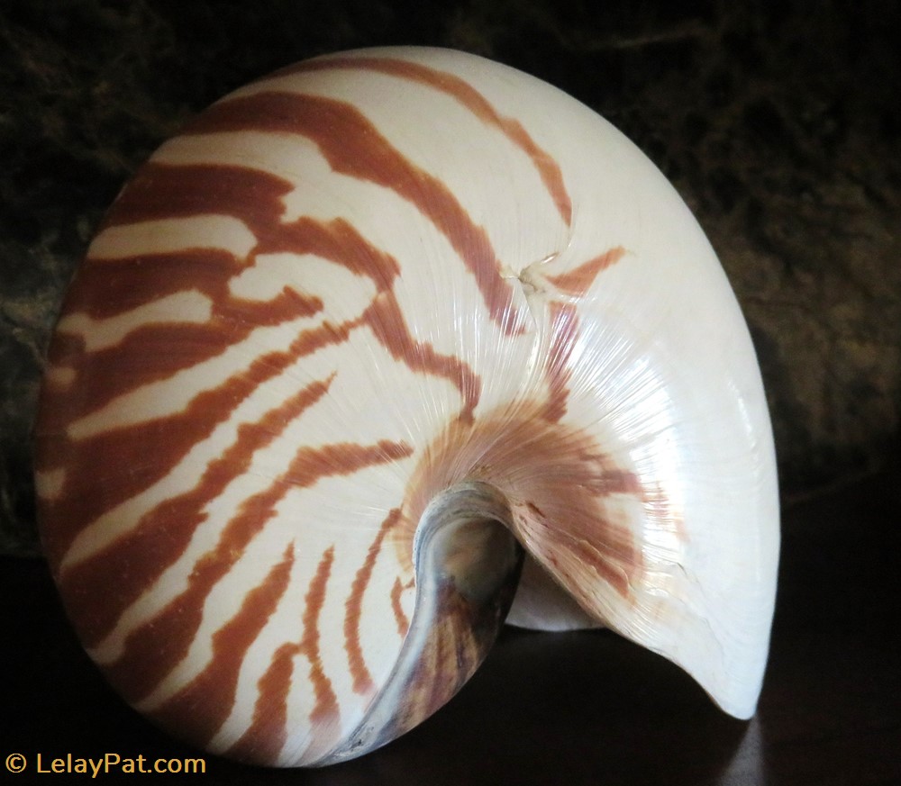 Nautilus coquillage fossile gastropodum nautilus