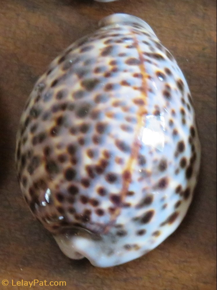coquillage fossile gastropodum cypraea tigris porcelaine tigre