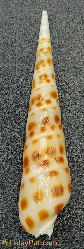 coquillage fossile gastropodum oxymeris areolata