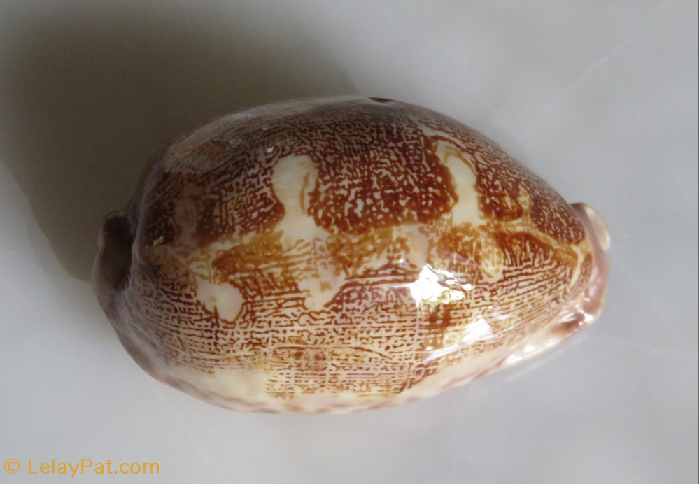 coquillage fossile gastropodum leporicypraea mappa porcelaine carte
