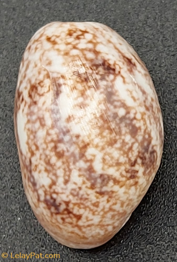 coquillage fossile gastropodum bulla ampulla