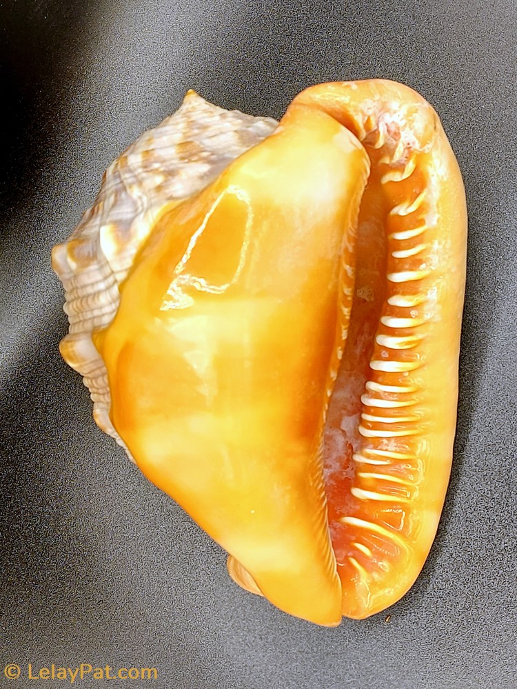 coquillage fossile gastropodum cypraecassis rufa