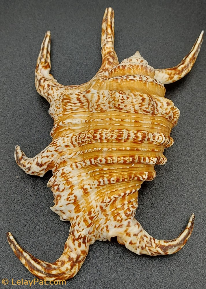 Harpago arthriticus coquillage fossile gastropodum harpago arthriticus