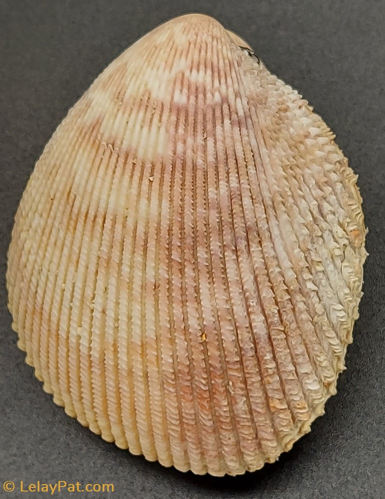trachycardium egmontianum coquillage fossile bivalvium trachycardium egmontianum