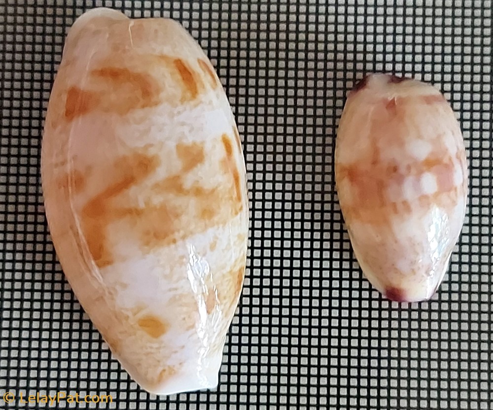 coquillage fossile gastropodum talostolida teres alveolus variete