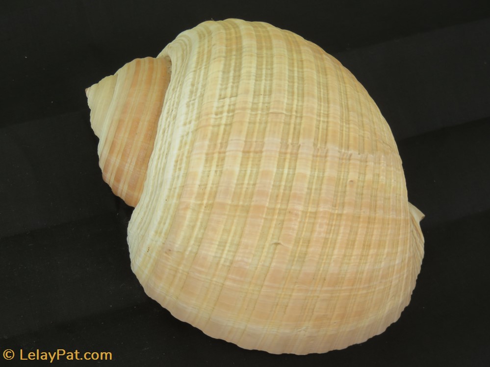 Tonna galea 3 coquillage fossile gastropodum tonna galea