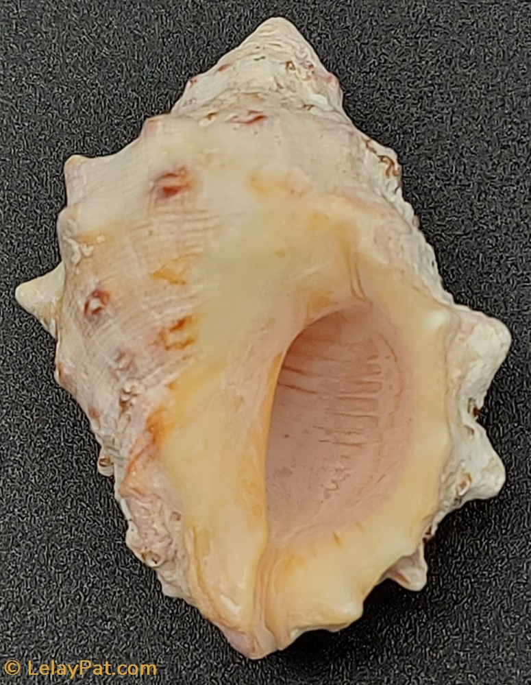 Mancinella coquillage fossile gastropodum mancinella