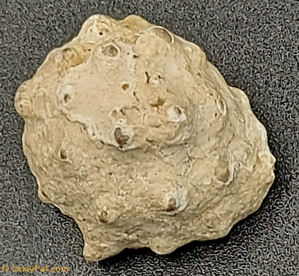 Drupa morum coquillage fossile gastropodum drupa morum