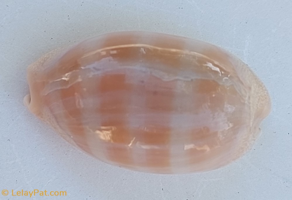 coquillage fossile gastropodum lyncina carneola porcelaine carnee