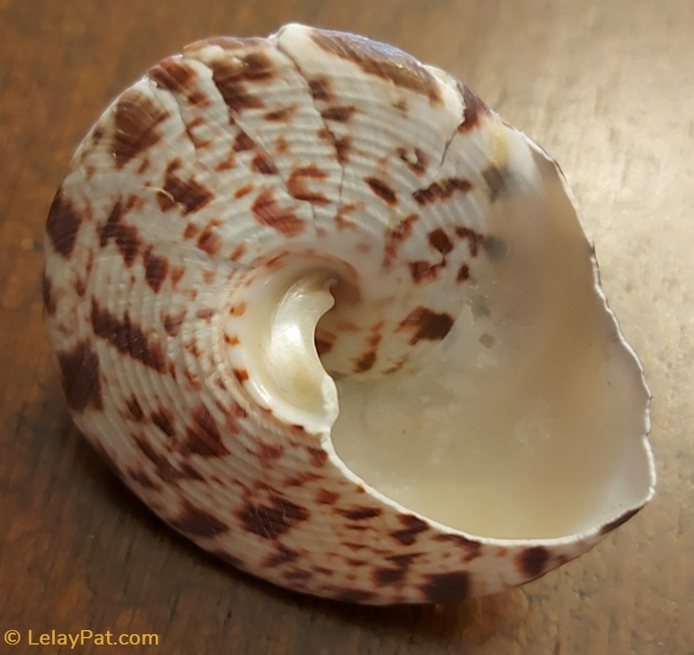 Tectus conus 2 coquillage fossile gastropodum tectus conus