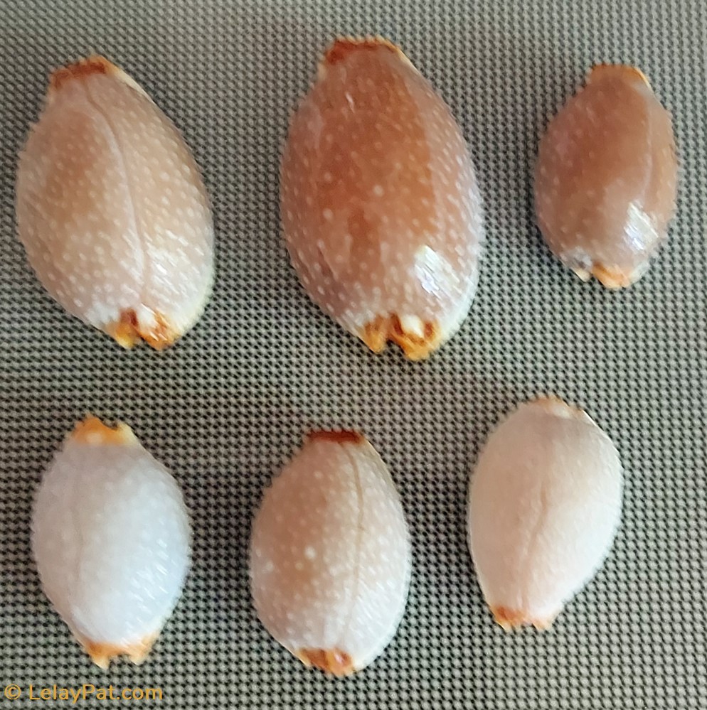 coquillage fossile gastropodum staphylaea limacina