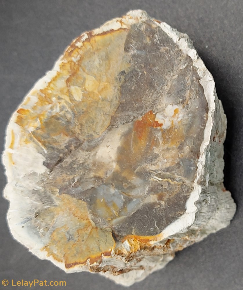 Bois silicifié mineraux meteorites quartz bois silicifie