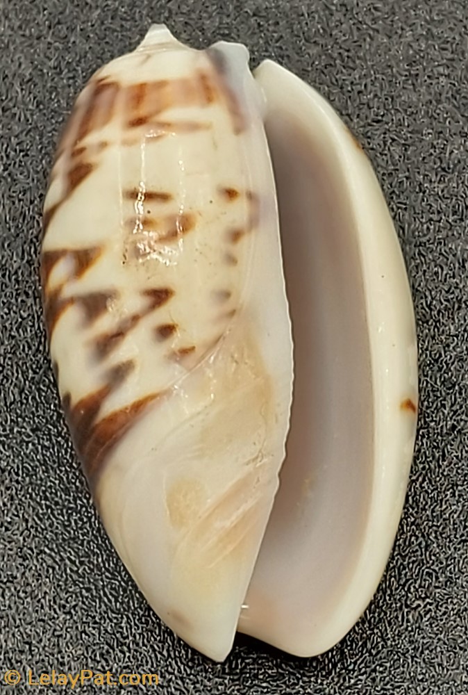 Oliva bulbosa fabagina coquillage fossile gastropodum oliva bulbosa fabagina