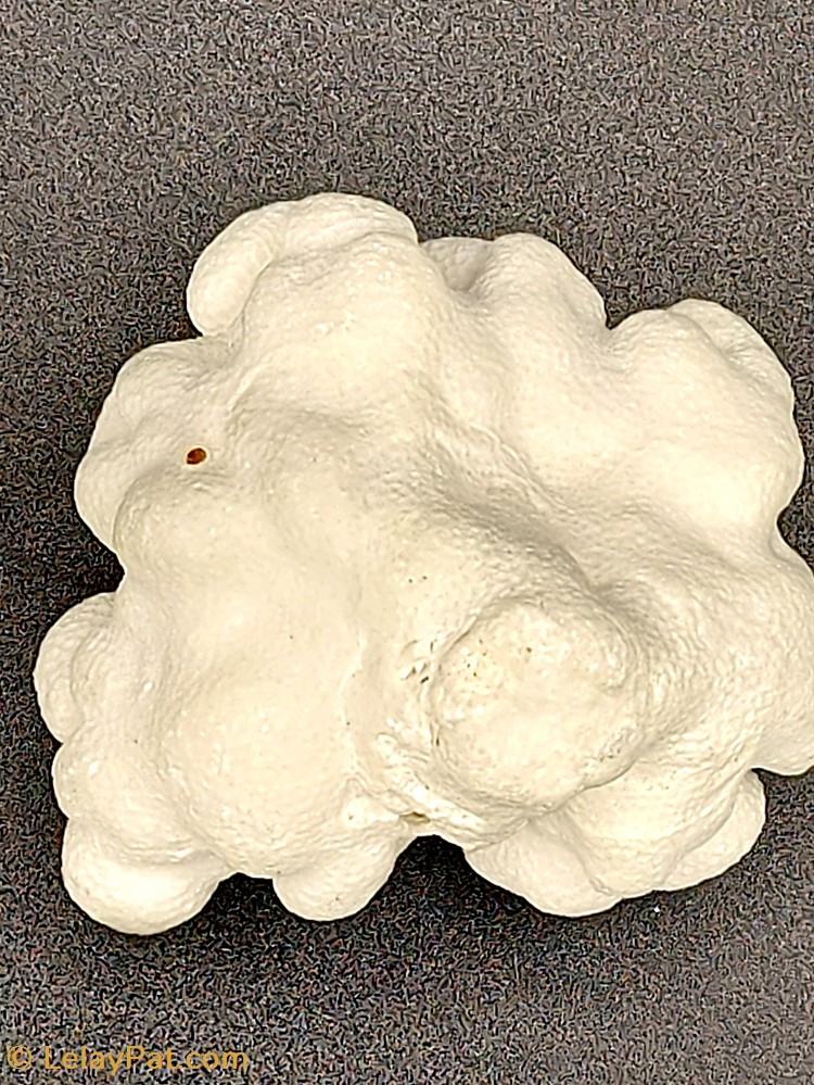 Porites lobata 2 coquillage fossile cnidaire anthozoa coraux et anemone porites lobata