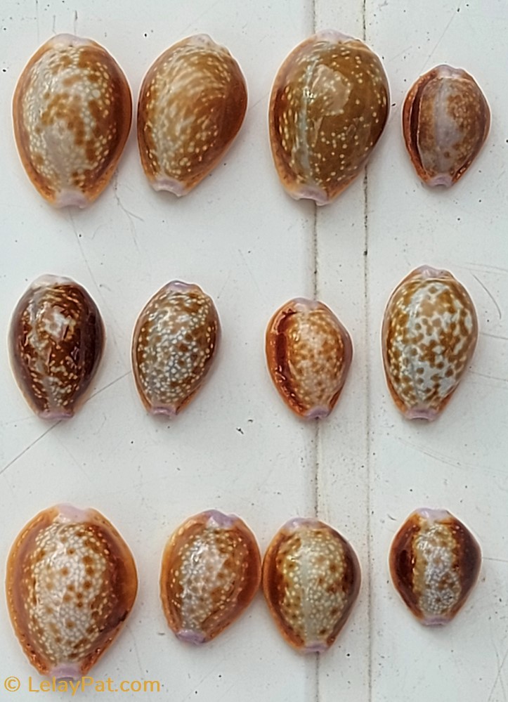 coquillage fossile gastropodum erosaria helvola