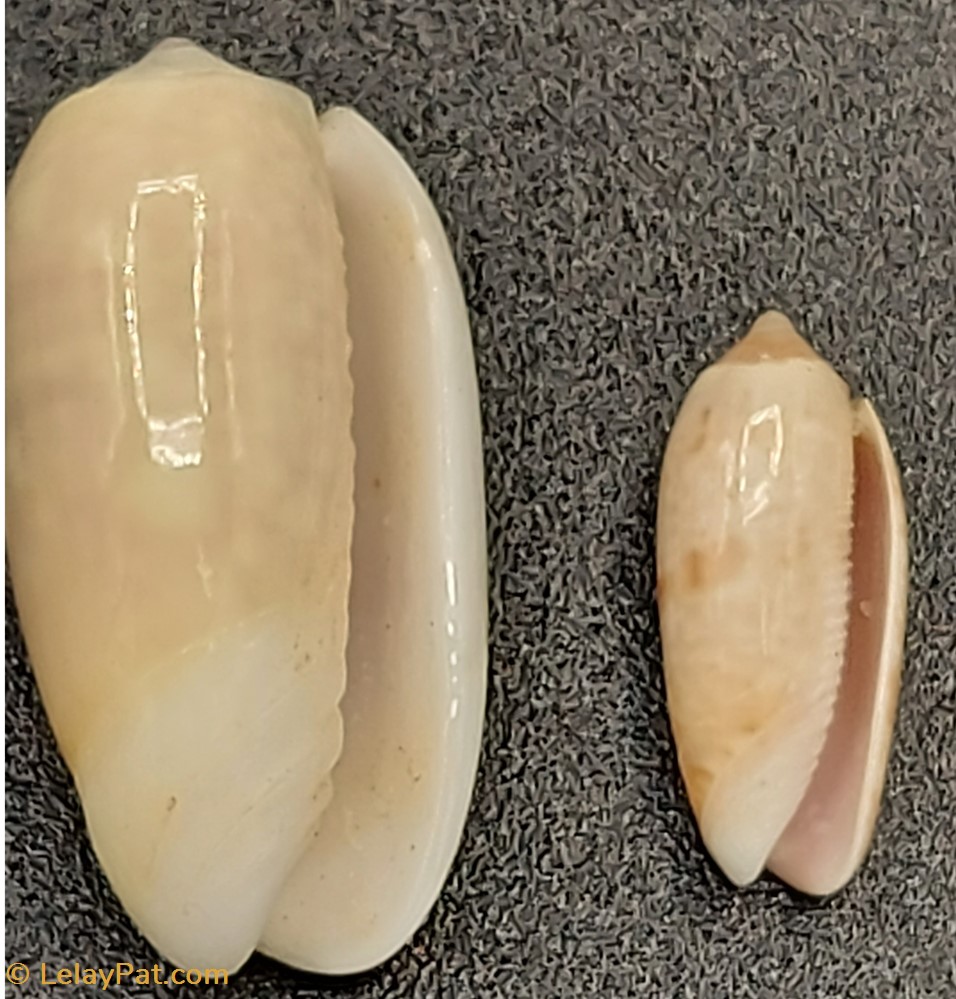 coquillage fossile gastropodum volutes indeterminees