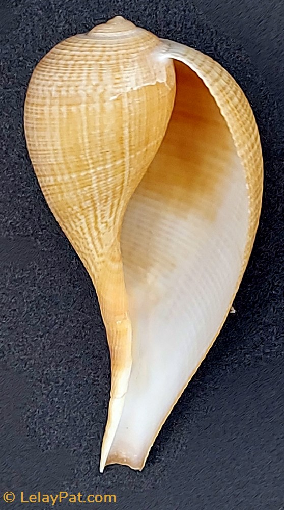 coquillage fossile gastropodum ficus gracilis