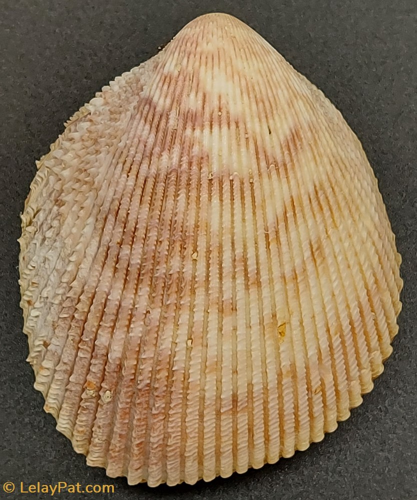 trachycardium egmontianum coquillage fossile bivalvium trachycardium egmontianum