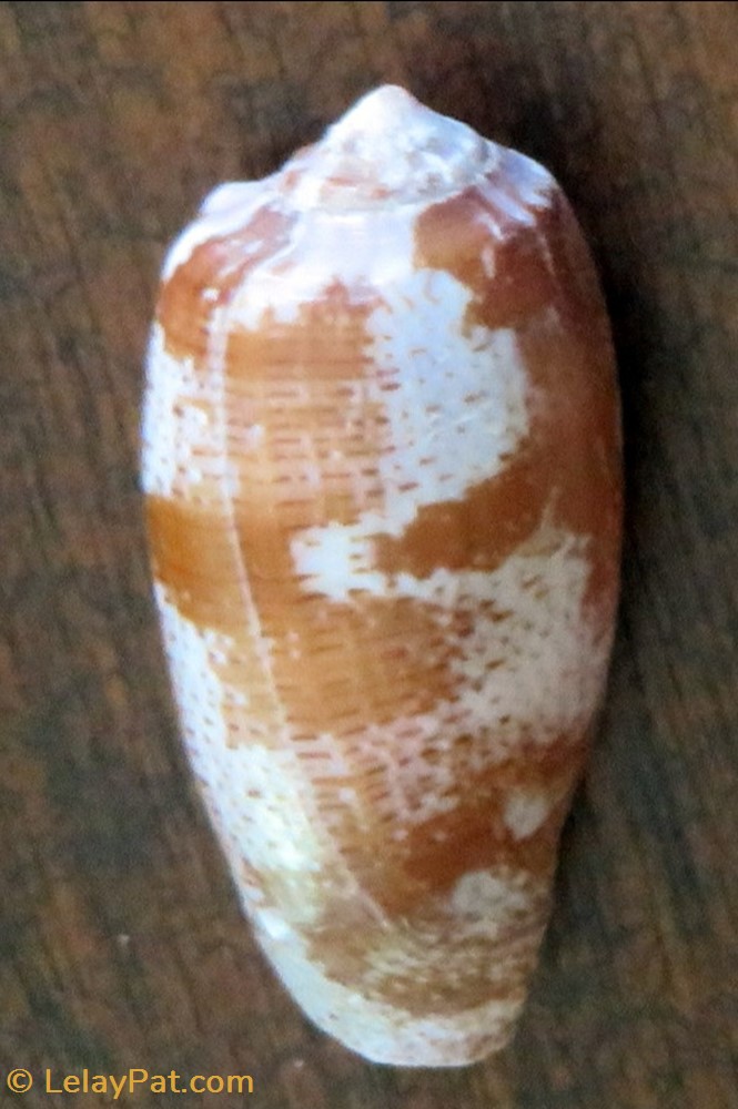 Conus tulipa coquillage fossile gastropodum conus tulipa