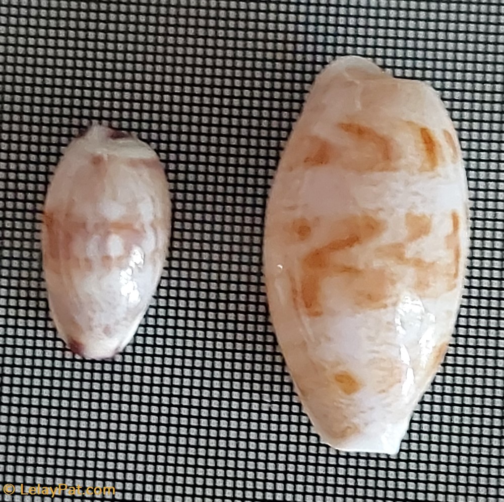coquillage fossile gastropodum talostolida teres
