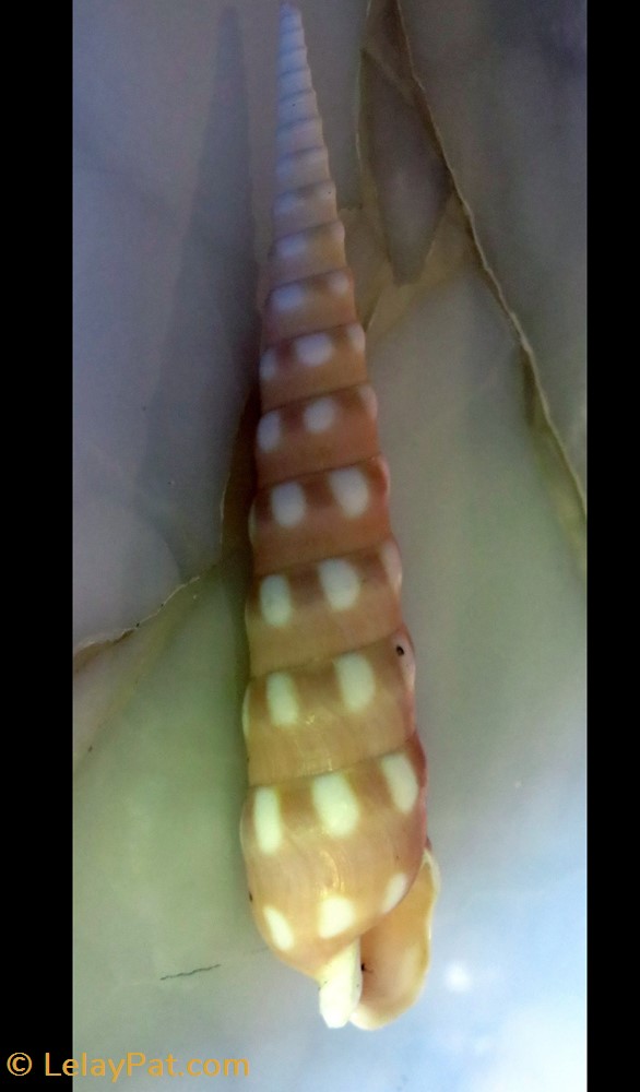 coquillage fossile gastropodum terebra guttata