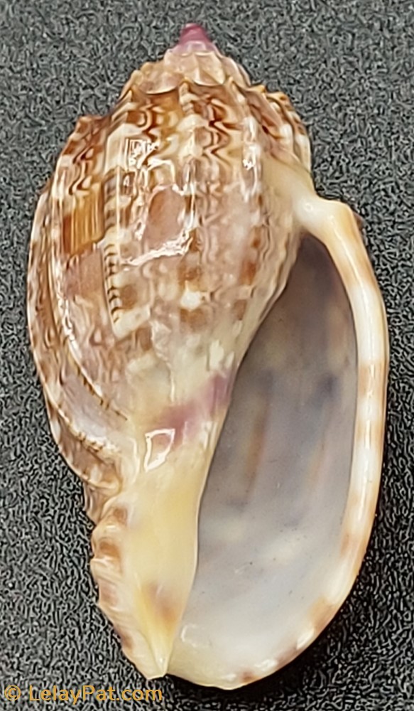 coquillage fossile gastropodum harpa amouretta