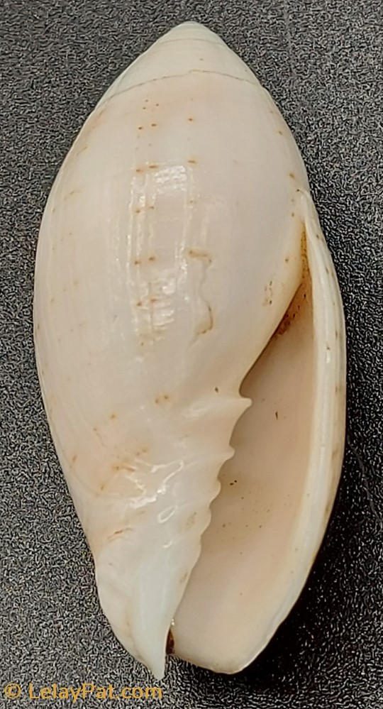 coquillage fossile gastropodum pterygia nucea