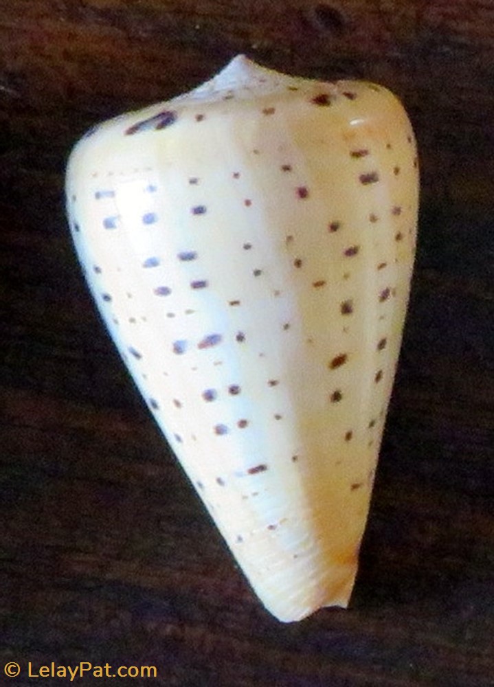 coquillage fossile gastropodum conus betulinus