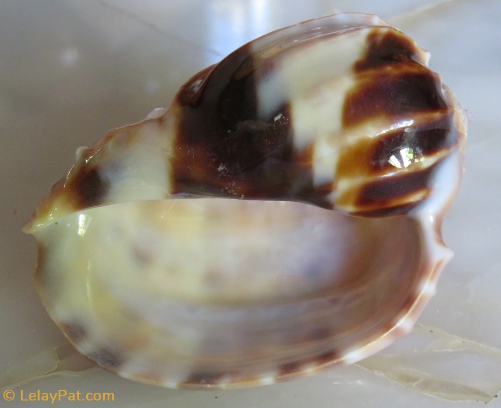 Harpa major coquillage fossile gastropodum harpa major
