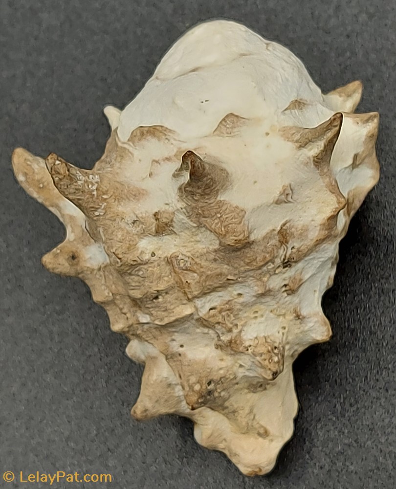 coquillage fossile gastropodum vasum turbinellus