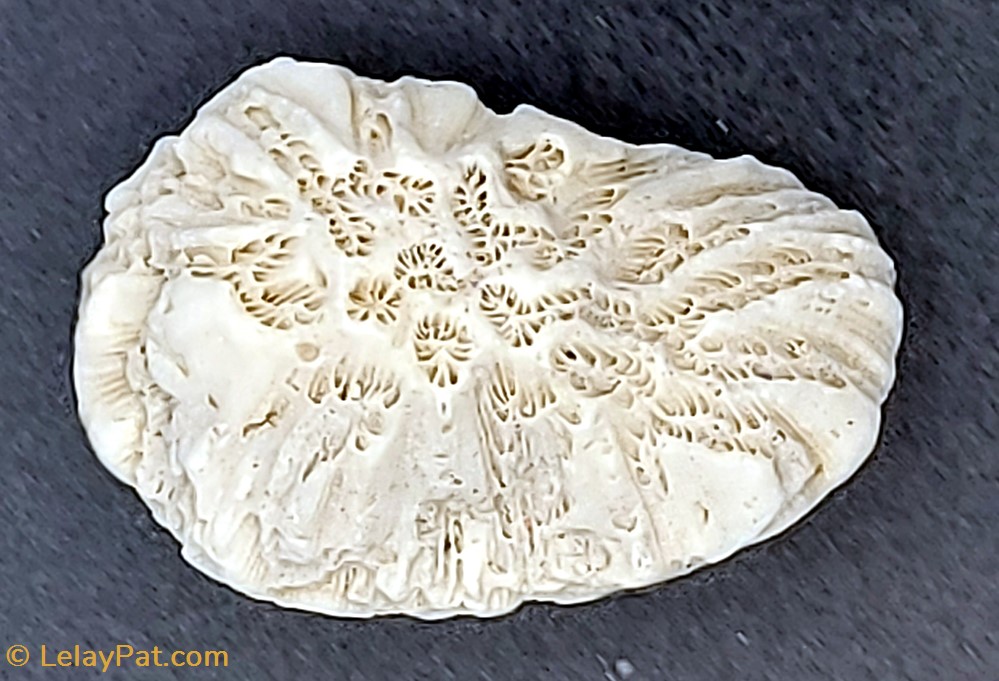 Goniastrea favulus 3 coquillage fossile cnidaire anthozoa coraux et anemone goniastrea favulus