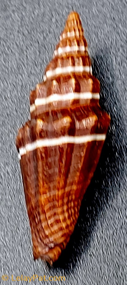 Vexillum intermedium coquillage fossile gastropodum vexillum intermedium
