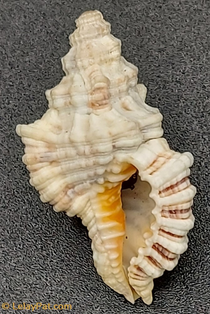 Monoplex nicobaricus coquillage fossile gastropodum monoplex nicobaricus