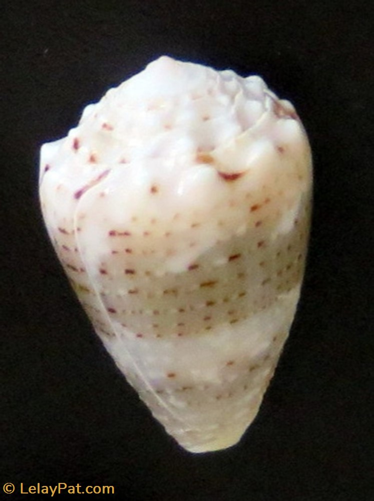Conus zeylanicus coquillage fossile gastropodum conus zeylanicus