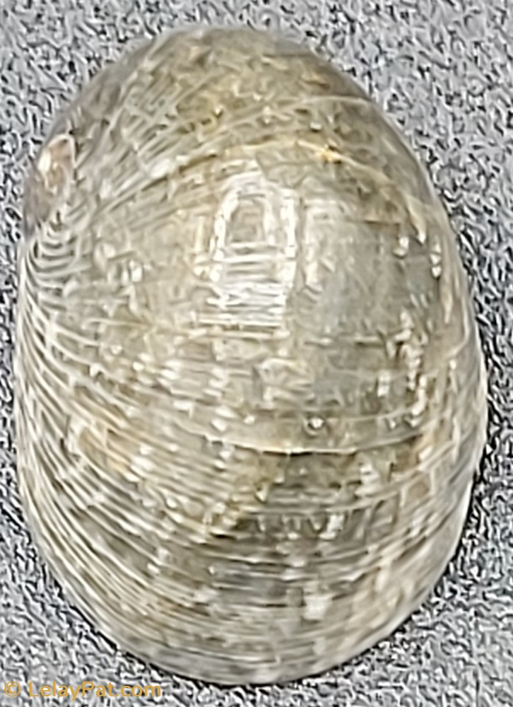 coquillage fossile gastropodum nerita polita orbignyana