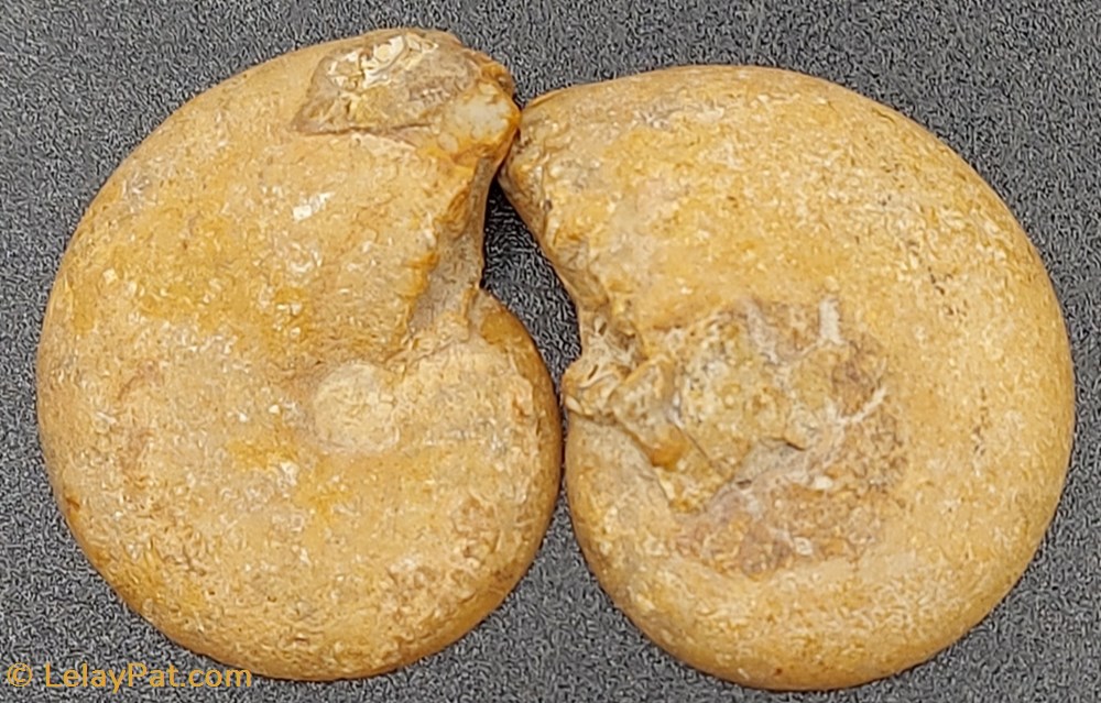 coquillage fossile invertebre ammonite coupee polie