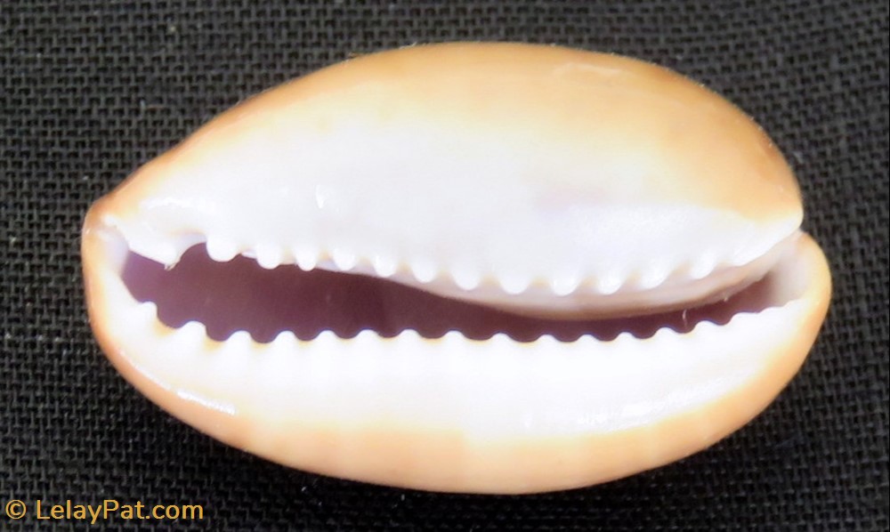 coquillage fossile gastropodum erosaria ocellata