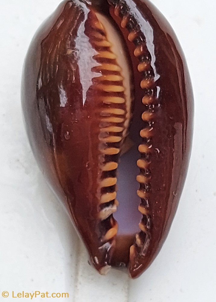 Erronea onyx 2 coquillage fossile gastropodum erronea onyx