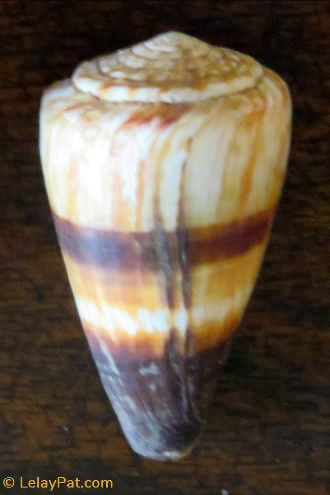 Conus miles coquillage fossile gastropodum conus miles