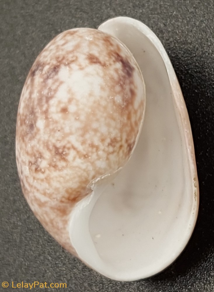 coquillage fossile gastropodum bulla ampulla